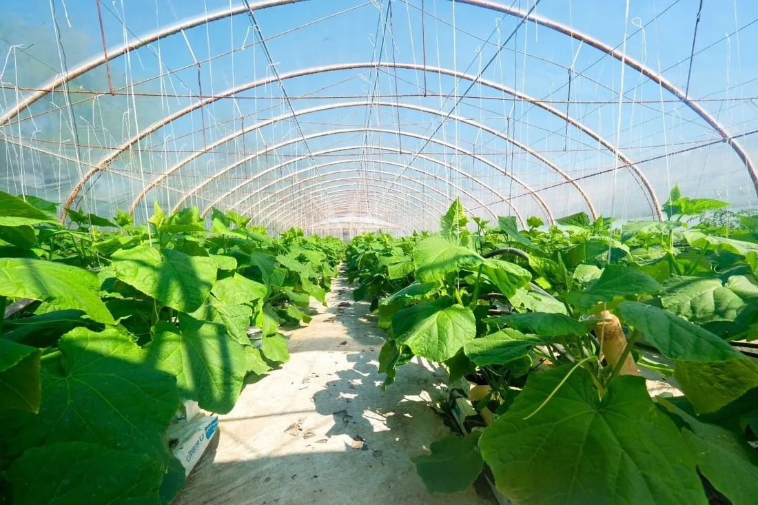 folia-ogrodnicza-tunelowa-na-tunel-warzywa-uv-4-sezonowa-6x8m-zielona