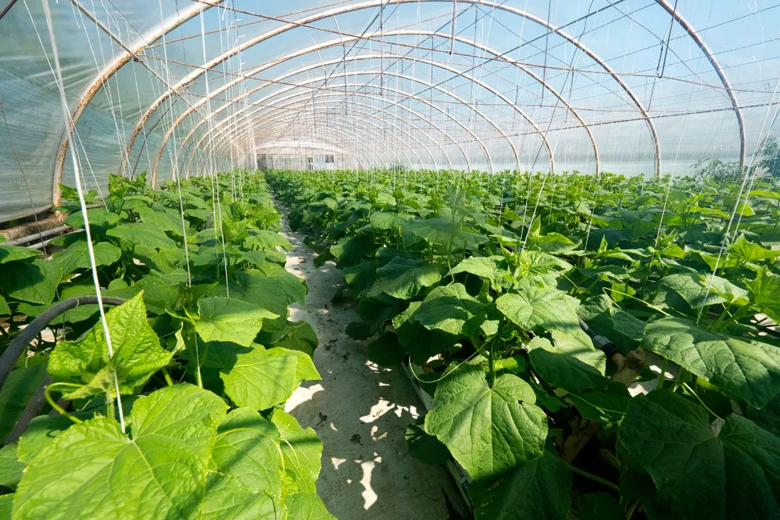 folia-ogrodnicza-tunelowa-na-tunel-warzywa-uv-4-sezonowa-6x8m-zielona