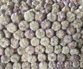 czosnek-polski-swiezy-1-kg-harnas-5-6cm