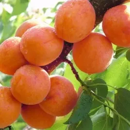 morela-somo-calkowita-mrozoodpornosc-pyszna