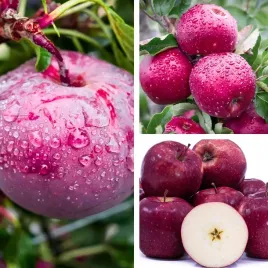 sadzonki-drzewka-owocowe-jablon-czerwona-prince-parchoodporna-duze