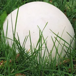 grzybnia-purchawicy-olbrzymiej-do-ogrodu-750ml