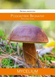 podgrzybek-brunatny-zageszczona-zywa-grzybnia