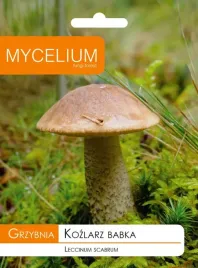 grzybnia-grzyby-lesne-kozlarz-babka