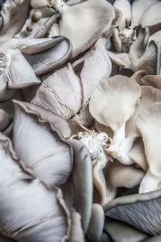 boczniak-boczniaki-balot-uprawa-w-domu-grzybnia