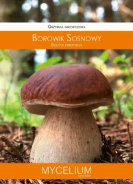 borowik-sosnowy-grzybnia-grzyby-lesne-mycelium
