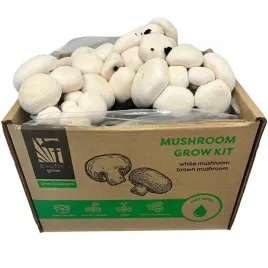 grzybnia-pieczarki-zestaw-do-uprawy-7kg-domowa-uprawa-instrukcja