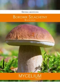 borowik-szlachetny-grzybnia-mikoryzowa
