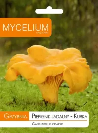 kurka-pieprznik-jadalny-grzybnia-grzyby-lesne