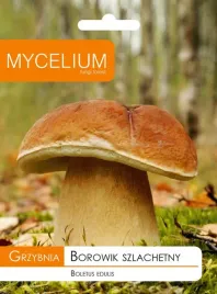 grzybnia-borowik-szlachetny-mycelium