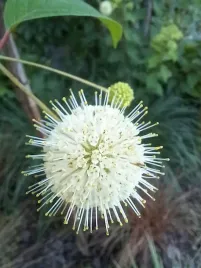 guzikowiec-zachodni-cephalanthus-occidentalis
