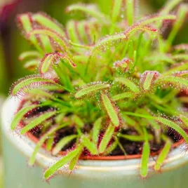 drosera-capensis-rosiczka-przyladkowa