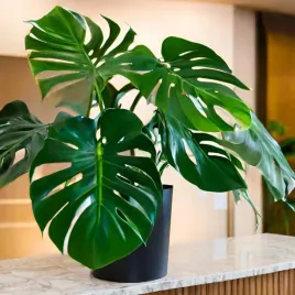 monstera-deliciosa-sadzonka-wielkie-dziurawe-liscie-oczyszczajaca