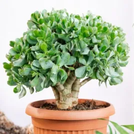 crassula-arborescens-undilatifolia-niesamowite-kwitnienie-grubosz-sukulent