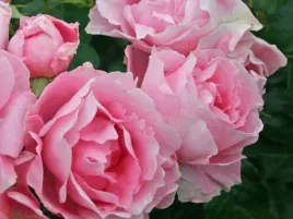 roza-rabatowa-poetry-rozowe-kwiaty-sadzonka-p11