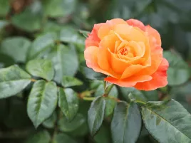 roza-pnaca-pomaranczowa-orange-climbing-sadzonka-w-doniczce-p11