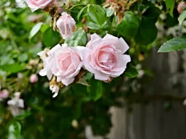 roza-pnaca-rozowa-new-dawn-sadzonka-p11