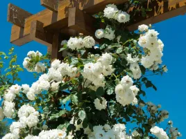 roza-pnaca-biala-climbing-iceberg-sadzonka-p11