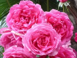 roza-pnaca-rozowa-pink-cloud-sadzonka-w-doniczce-p11