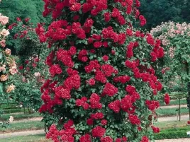 roza-pnaca-czerwona-paul-s-scarlet-sadzonka-w-doniczce-p11