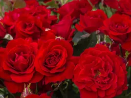 roza-rabatowa-czerwona-nina-sadzonka-w-doniczce-p11czerwone-kwiaty