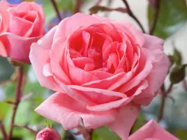 roza-rozowa-rabatowa-kimono-sadzonka-w-doniczce-p11