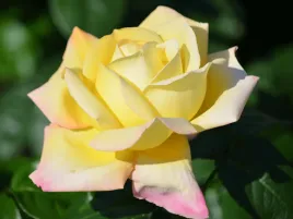 roza-zolta-pachnaca-wielkokwiatowa-peace-sadzonka-p11