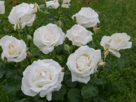 roza-wielokwiatowa-biala-mount-shasta-sadzonka-w-doniczce-p11roza-biala