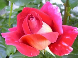 roza-wielkokwiatowa-kronenburg-sadzonka-w-doniczce-p11-roza-czerwono-zolta