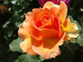 roza-pomaranczowa-wielkokwiatowa-doris-tysterman-sadzonka-w-doniczce-p11-ro