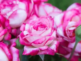 roza-wielkokwiatowa-rozowa-roza-desse-sadzonka-p11-kwiaty-bialo-rozowe