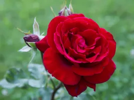 roza-czerwona-cygne-noir-sadzonka-w-doniczce-p11-ciemnoczerwona