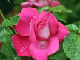 roza-wielkokwiatowa-rozowa-criterion-sadzonka-w-doniczce-p11-rozowa