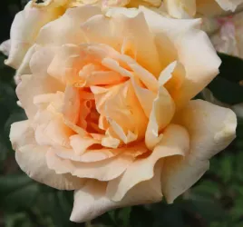 roza-wielkokwiatowa-casanova-sadzonka-p11-herbaciana-roza