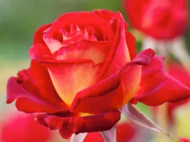 roza-wielkokwiatowa-bicolette-czerwono-zolta-roza-sadzonka-w-doniczce-p11