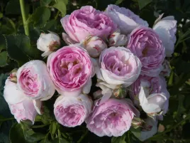 roza-wielkokwiatowa-vesalius-sadzonka-p11-fioletowa-rozowa