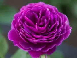 roza-fioletowa-rabatowa-minerva-sadzonka-w-doniczce-p11-fioletowe-kwiaty