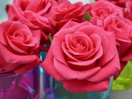 roza-wielkokwiatowa-rozowa-charisma-sadzonka-p11