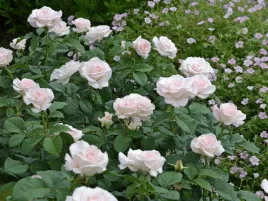 roza-wielkokwiatowa-a-perfect-day-sadzonka-p11-biala-jasnorozowa-roza