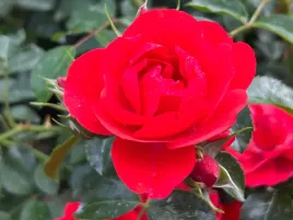 roza-okrywowa-czerwona-sorrento-sadzonka-p11