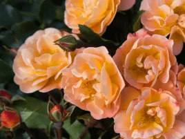 roza-okrywowa-sedana-morelowe-kwiaty-sadzonka-w-doniczce-p11