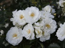 roza-okrywowa-biala-schneeflocke-sadzonka-p11-biale-kwiaty