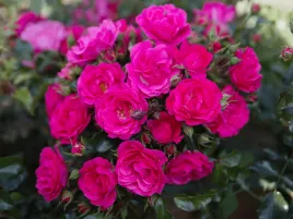 roza-okrywowa-rozowa-heidetraum-sadzonka-p11