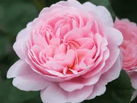 roza-parkowa-queen-of-sweden-rozowe-kwiaty-roza-sadzonka-w-doniczce-p11