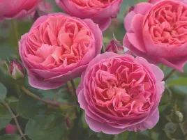 roza-parkowa-rozowa-boscobel-sadzonka-w-doniczce-p11-piekne-kwiaty