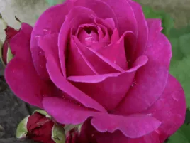 roza-wielkokwiatowa-parole-ciemnorozowa-p11-pachnaca-bardzo-duze-kwiaty