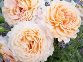 roza-wielkokwiatowa-grossherzogin-luise-sadzonka-p11-kremowe-pachnace-kwiat