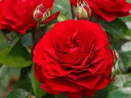 roza-rabatowa-czerwona-bordeaux-sadzonka-p11