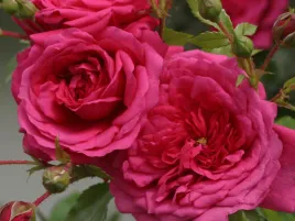 roza-pnaca-laguna-sadzonka-w-doniczce-p11-rozowa-od-30-03-2026