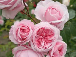 roza-pnaca-rozowa-kiss-me-kate-sadzonka-p11